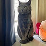 cat, gray_cat, sitting, window, curtain, salt_lamp, table, indoor, pet, feline, fur, whiskers, ears, green_eyes, tail, domestic_animal, household, natural_light, red_object, quiet