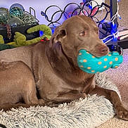 Coopster is registered to the contest to win money with this photo: dog, labrador_retriever, brown_dog, pet, plush_toy, polka_dot_toy, dog_bed, furry_bed, carpet, indoor, living_room, shelf, decorative_balls, string_lights, relaxed, lying_down, close_up, nose, eyes, paw