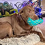 dog, labrador_retriever, brown_dog, pet, plush_toy, polka_dot_toy, dog_bed, furry_bed, carpet, indoor, living_room, shelf, decorative_balls, string_lights, relaxed, lying_down, close_up, nose, eyes, paw