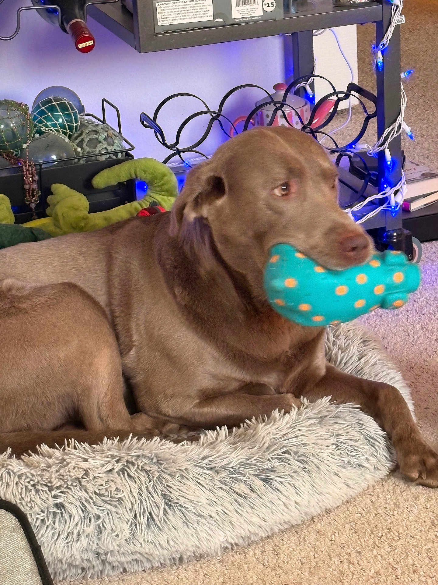 Coopster is registered to the contest to win money with this photo: dog, labrador_retriever, brown_dog, pet, plush_toy, polka_dot_toy, dog_bed, furry_bed, carpet, indoor, living_room, shelf, decorative_balls, string_lights, relaxed, lying_down, close_up, nose, eyes, paw