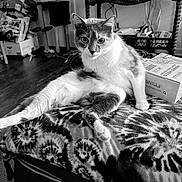 Jade joined the competition — help win amazing prizes! cat, animal, pet, feline, indoor, blanket, pattern, furniture, television, cat_tree, box, floor, curious, looking, sitting, paw, whiskers, black_and_white, home, relaxed