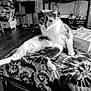 cat, animal, pet, feline, indoor, blanket, pattern, furniture, television, cat_tree, box, floor, curious, looking, sitting, paw, whiskers, black_and_white, home, relaxed