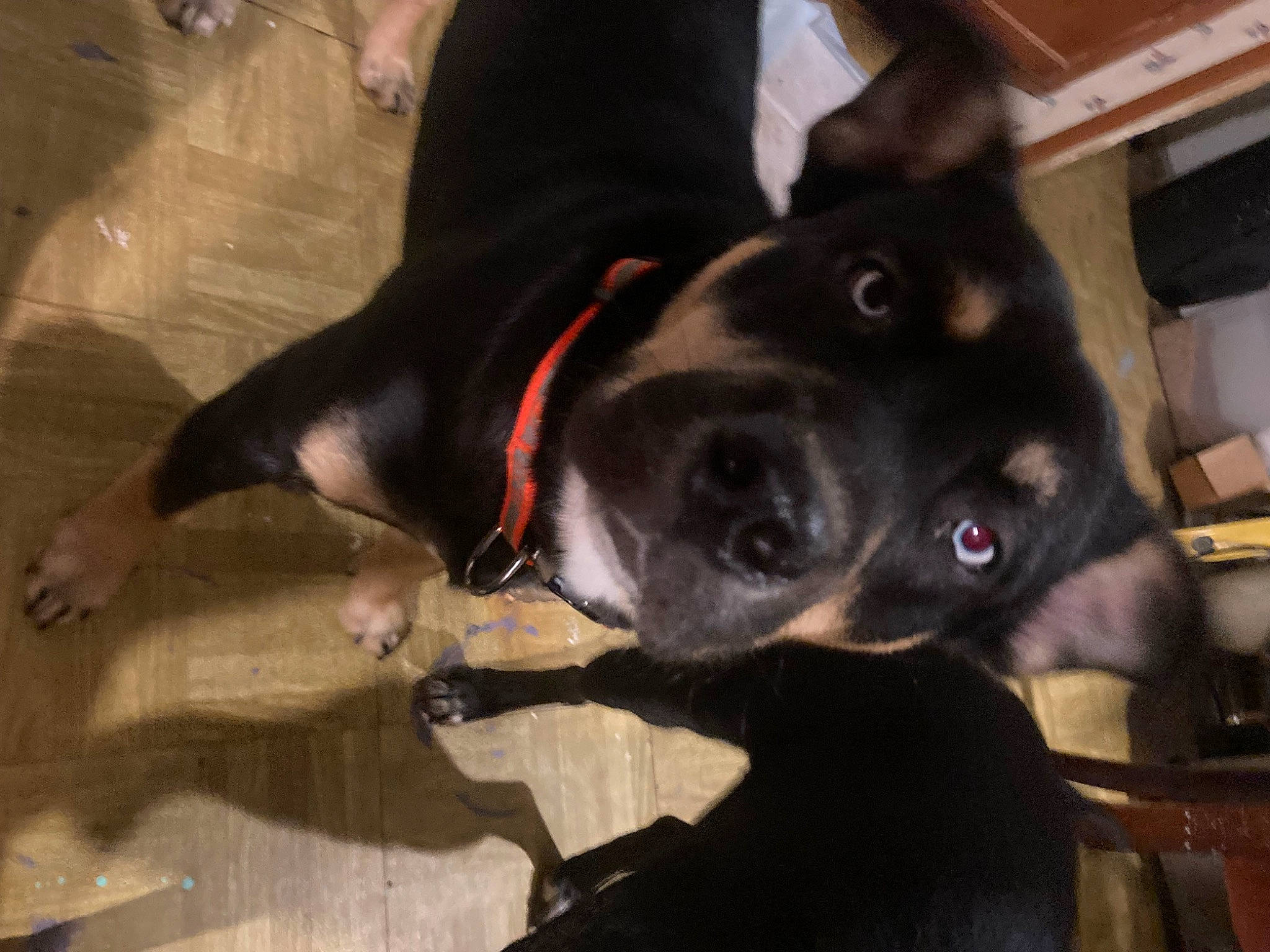 Lil Bear joined the competition — help win amazing prizes! borador, canidae, carnivore, collar, companion_dog, dog, dog_breed, dog_collar, ear, fur, guard_dog, hunting_dog, mammal, non_sporting_group, pet_supply, snout, sporting_group, whiskers, working_animal