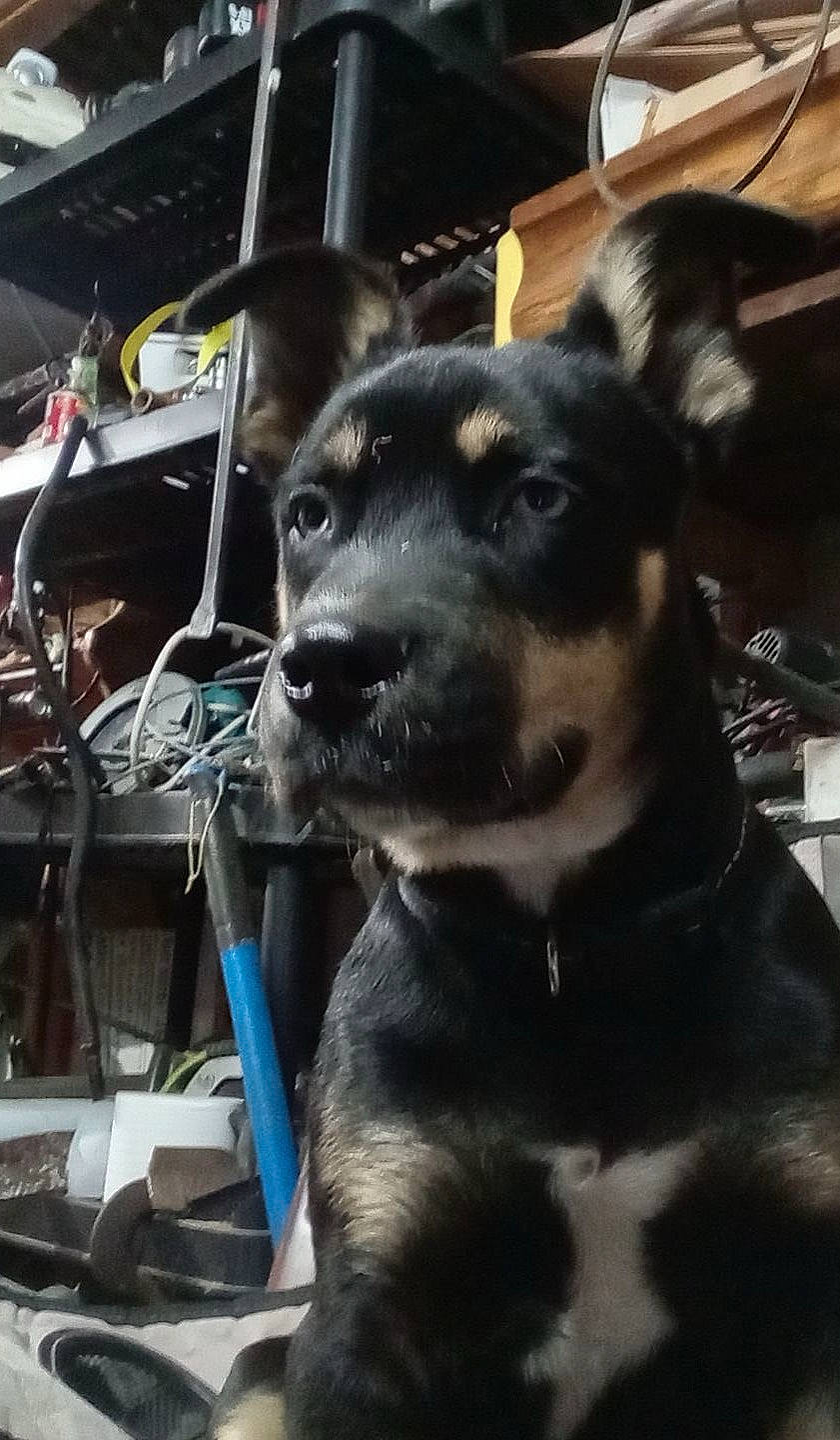 Lil Bear joined the competition — help win amazing prizes! canidae, carnivore, collar, companion_dog, dog, dog_breed, dog_collar, ear, eye, fur, guard_dog, jaw, metal, non_sporting_group, puppy, snout, sporting_group, whiskers, working_animal, working_dog