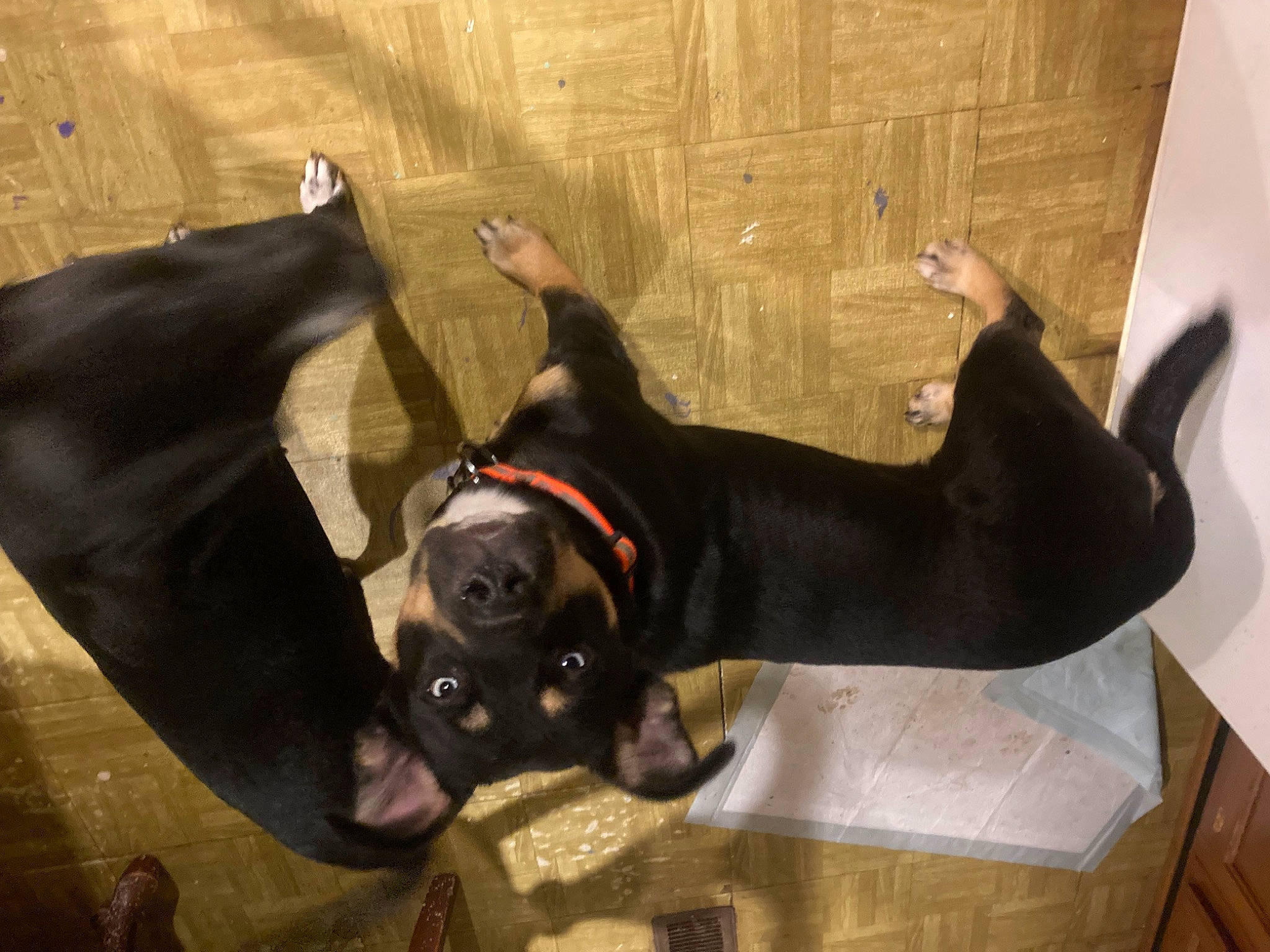 Lil Bear joined the competition — help win amazing prizes! canidae, carnivore, collar, companion_dog, dog, dog_breed, dog_collar, ear, fawn, flooring, fur, guard_dog, head, pet_supply, snout, sporting_group, tail, toy_dog, whiskers, working_animal