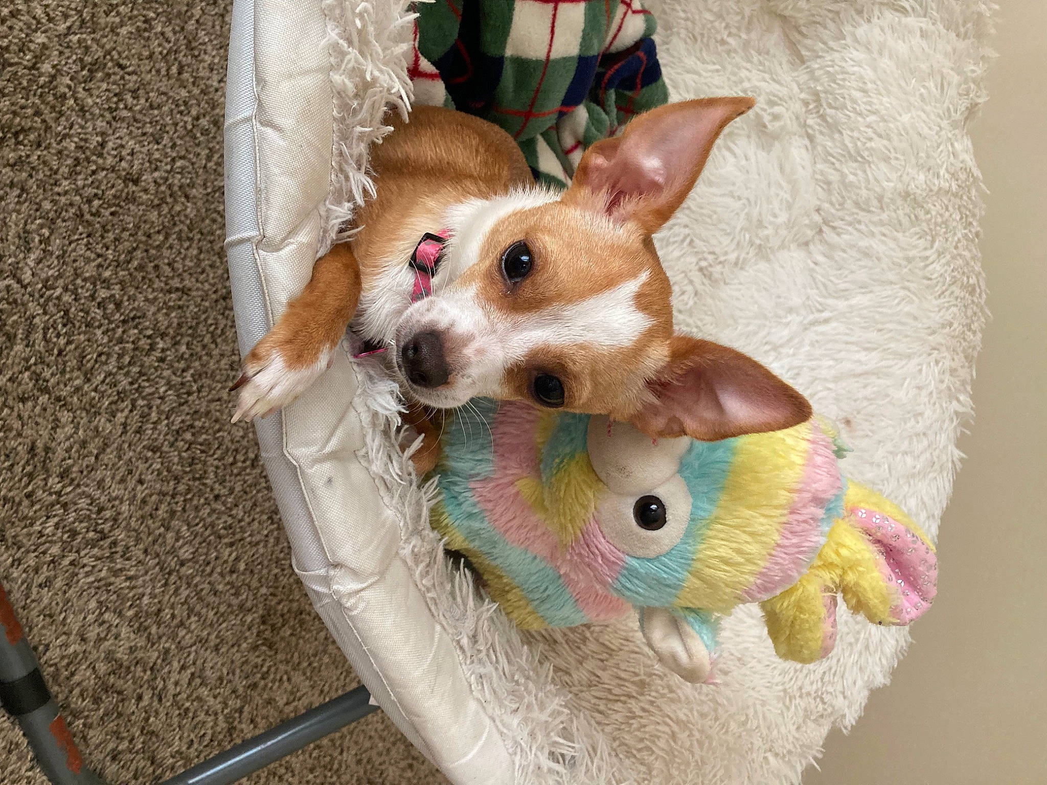 Punk joined the competition — help win amazing prizes! canidae, carnivore, companion_dog, dog, dog_breed, dog_supply, ear, fashion_accessory, fawn, felidae, fur, linens, pattern, pet_supply, small_to_medium_sized_cats, snout, tail, toy_dog, whiskers, working_animal