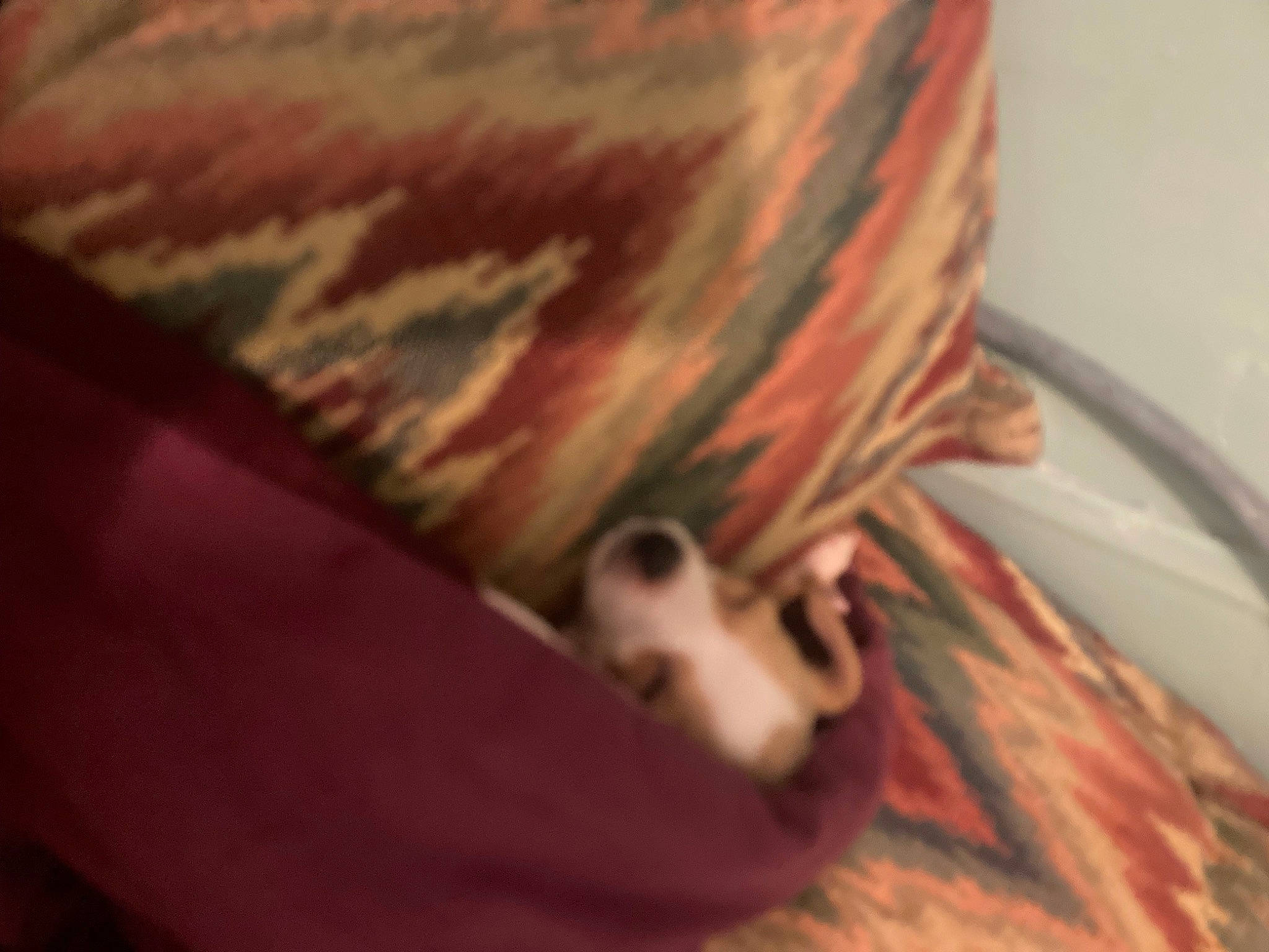 Punk is registered to the contest to win money with this photo: carmine, comfort, curtain, fawn, felidae, flooring, fur, hardwood, human_leg, linens, magenta, pattern, peach, room, sleeve, small_to_medium_sized_cats, tints_and_shades, whiskers, window, wood