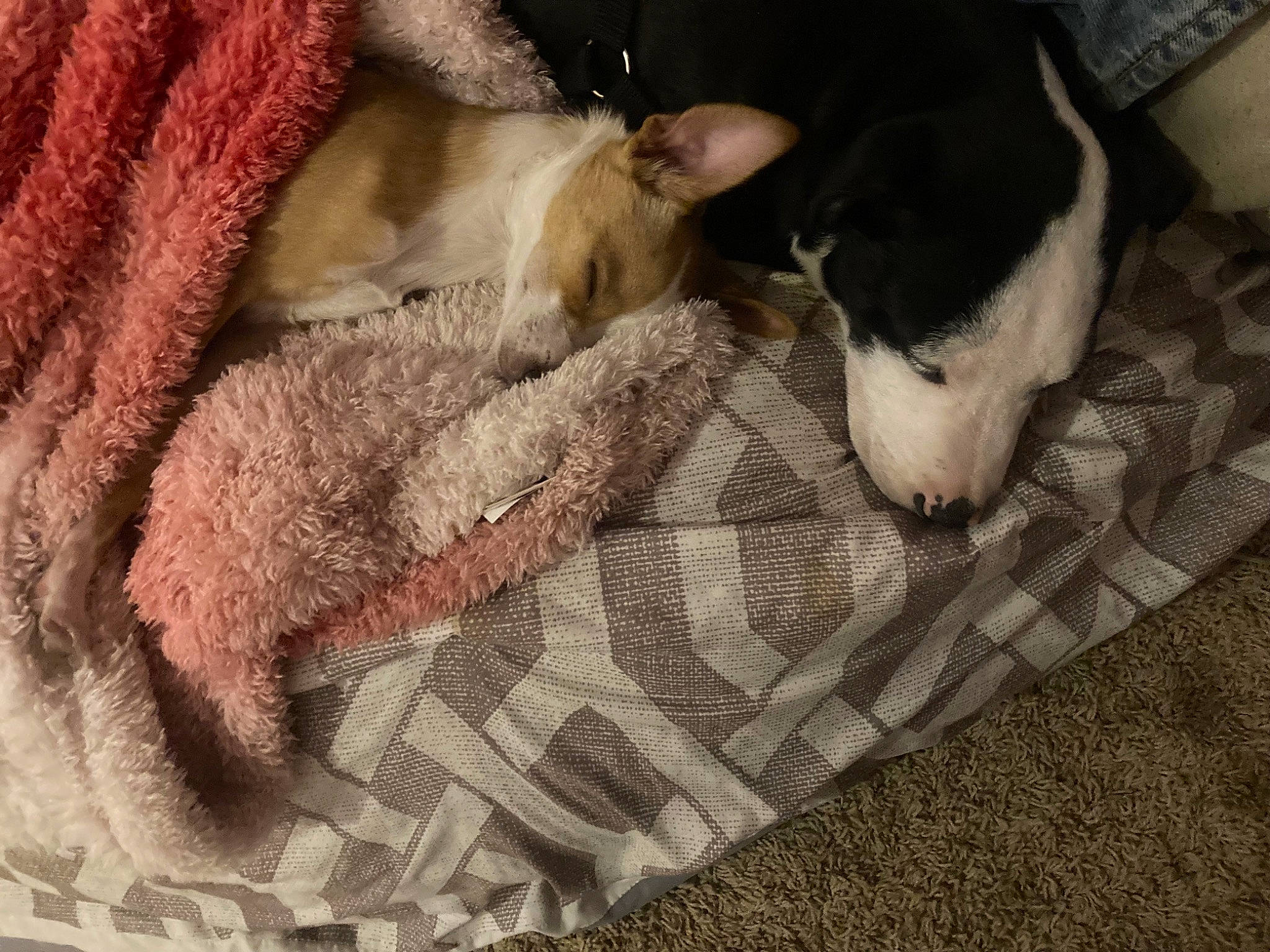 Punk is registered to the contest to win money with this photo: carnivore, comfort, companion_dog, dog, dog_breed, fawn, felidae, fur, grey, guard_dog, linens, nap, pattern, paw, puppy_love, small_to_medium_sized_cats, tail, whiskers, working_animal, woven_fabric