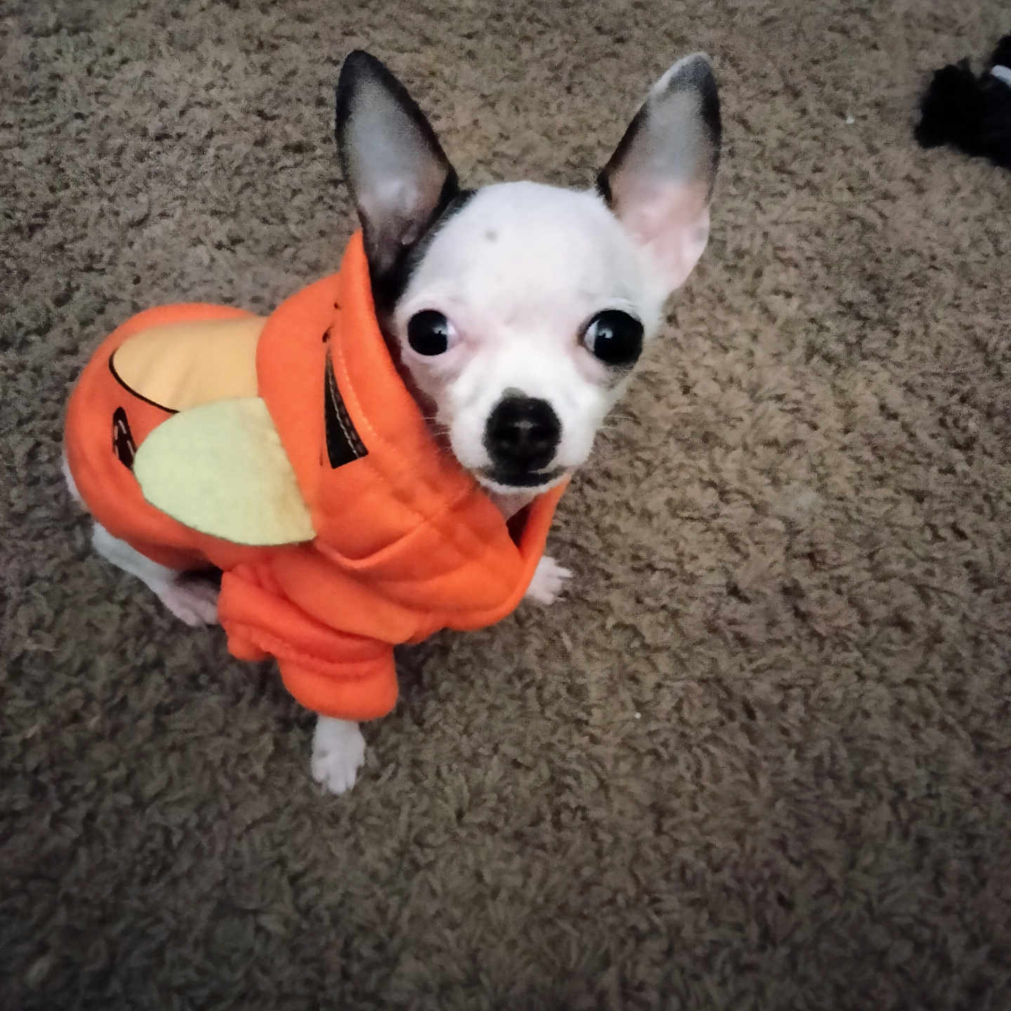 Niko joined the competition — help win amazing prizes! animal, bostonbull, bulldog, canine, chihuahua, clothing, coat, costume, dog, face, frenchbulldog, hat, head, hound, lifejacket, person, pet, puppy, vest, whitedog