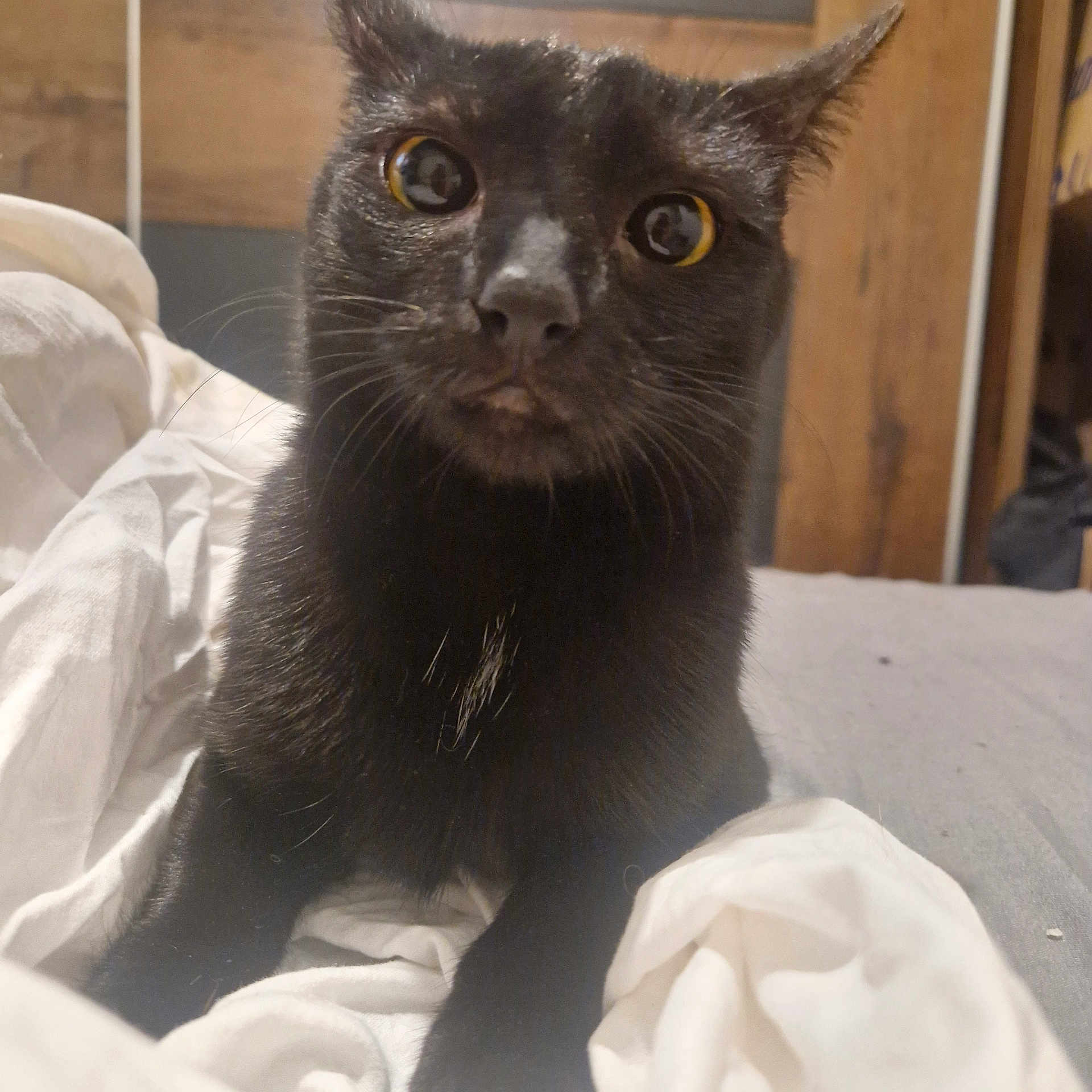 Bebe Chat a rejoint le concours — aidez-le/la à gagner de superbes lots ! black_cat, cat, pet, animal, indoor, close_up, whiskers, fur, bed, blanket, curious, eyes, portrait, feline, mammal, domestic_animal, resting, cute, looking_at_camera, cozy