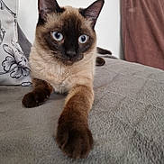Lily participe au concours pour gagner de l'argent avec cette photo : cat, siamese, blue_eyes, close_up, front_paw, whiskers, bed, pillow, blanket, indoor, pet, feline, portrait, fur, cozy, curious, looking_at_camera, ears, soft_texture, relaxed
