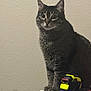cat, tabby_cat, pet, animal, indoor, feline, sitting, curious, looking_away, household_item, tape_measure, yellow, black, white_surface, paw, ears, whiskers, fur, wall, texture