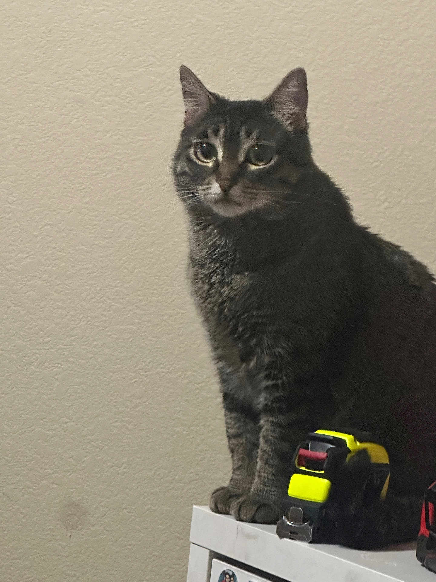 Loona joined the competition — help win amazing prizes! cat, tabby_cat, pet, animal, indoor, feline, sitting, curious, looking_away, household_item, tape_measure, yellow, black, white_surface, paw, ears, whiskers, fur, wall, texture