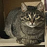 animal, cat, closeup, curious, cute, domestic_animal, ears, eye_contact, feline, fur, indoor, looking, paw, pet, quiet, resting, shelf, sitting, tabby_cat, whiskers