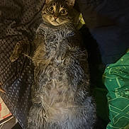 Loona is registered to the contest to win money with this photo: animal, bed, blanket, cat, cozy, cute, domestic_animal, fur, indoor, lying_down, mammal, paws, pet, relaxed, resting, sleepy, soft, tabby, whiskers, wide_eyes