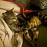 Kurt is registered to the contest to win money with this photo: animal, blanket, cat, comfort, couch, cozy, domestic_animal, feline, fur, home, indoor, pet, pillow, relaxing, resting, sleeping, soft, striped, tabby, whiskers