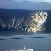 Kurt is registered to the contest to win money with this photo: alert, animal, cat, closeup, cozy, curious, cute, drawer, feline, fur, hidden, indoor, looking, pet, quiet, resting, shelf, striped, tabby, whiskers
