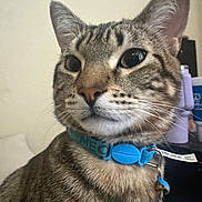 Kurt is registered to the contest to win money with this photo: cat, tabby, close_up, pet, animal, collar, blue_collar, bell, whiskers, fur, indoor, curious, portrait, face, ears, eyes, domestic_cat, feline, looking_away, cute