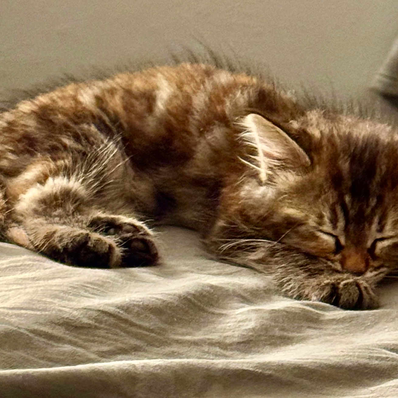 Auma a rejoint le concours — aidez-le/la à gagner de superbes lots ! animal, bed, blanket, cat, cozy, cute, ears, feline, fur, indoor, kitten, paws, pet, relaxation, resting, sleeping, soft, tabby, whiskers, young_cat