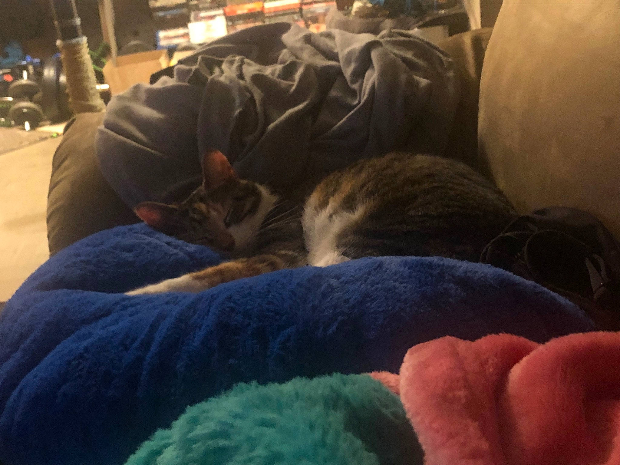 Kitten is registered to the contest to win money with this photo: bean_bag, bean_bag_chair, canidae, carnivore, cat, cat_bed, comfort, companion_dog, dog_breed, fawn, felidae, fur, grey, linens, small_to_medium_sized_cats, snout, sporting_group, tail, whiskers, wildlife