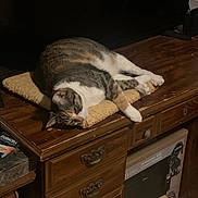 Miss. Kitten joined the competition — help win amazing prizes! cat, tabby, lounging, cushion, wooden_desk, indoor, pet, relaxed, feline, home, furniture, brown, white, striped, sleepy, domestic_animal, cozy, resting, household, animal