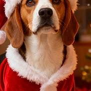 Uzzi participe au concours pour gagner de l'argent avec cette photo : dog, beagle, santa_hat, christmas_costume, holiday, festive, pet, animal, cute, fur, brown, white, ears, portrait, indoors, seasonal, costume, celebration, warm, adorable