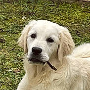 Vegas a rejoint le concours — aidez-le/la à gagner de superbes lots ! animal, ball, canine, cockerspaniel, dog, eskimodog, goldenretriever, grass, hound, labradorretriever, lawn, newfoundland, pet, plant, puppy, snout, sport, tennis, tennisball, whitedog