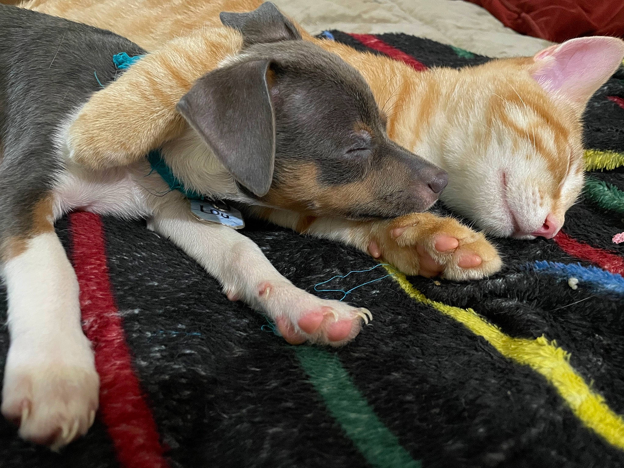 Little Lou joined the competition — help win amazing prizes! carnivore, comfort, companion_dog, dog, dog_breed, dog_supply, domestic_short_haired_cat, fawn, fur, leash, mammal, nap, paw, pet_supply, snout, sporting_group, tail, terrestrial_animal, working_animal, wrinkle