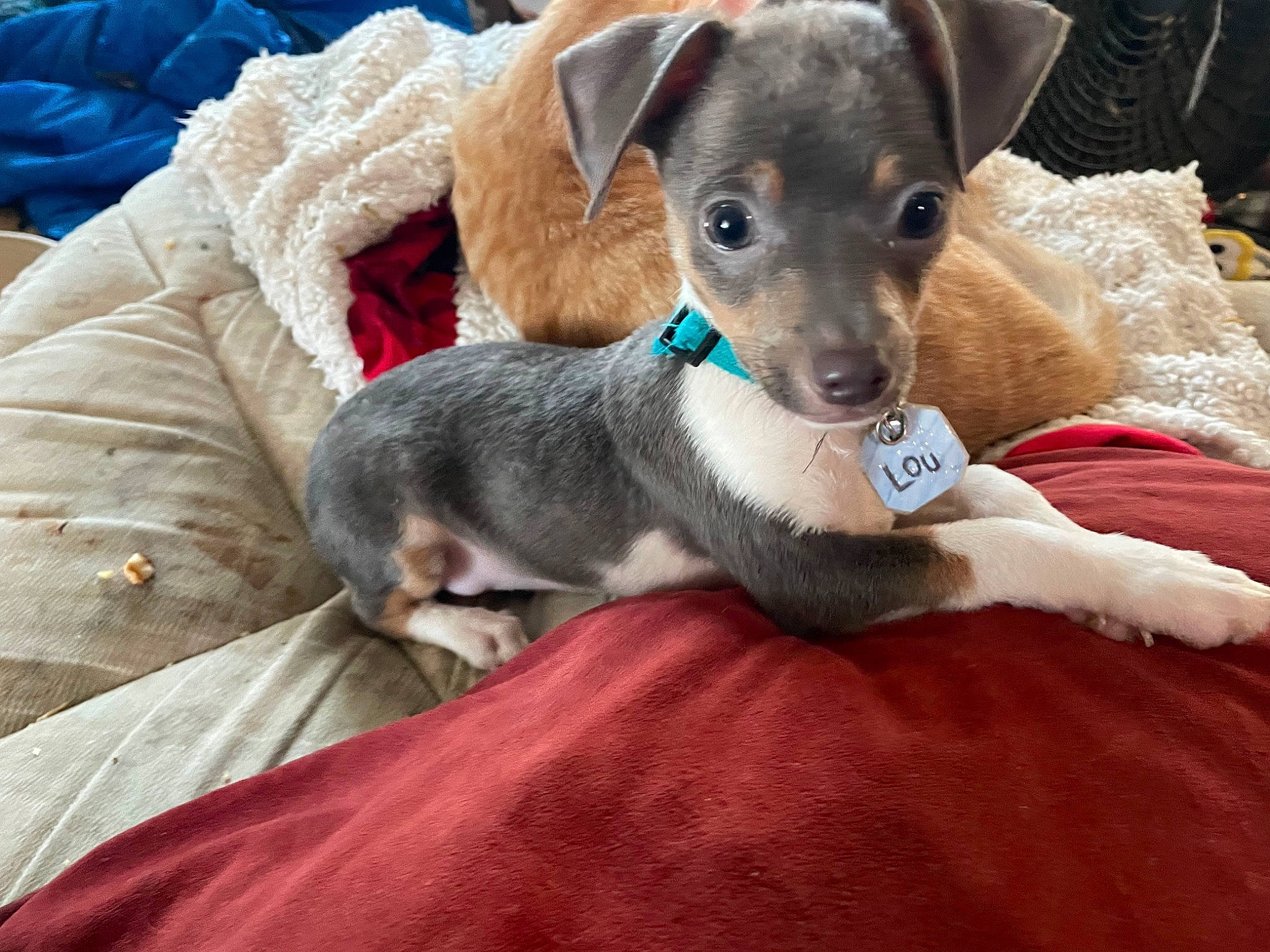 Little Lou joined the competition — help win amazing prizes! carnivore, collar, comfort, companion_dog, couch, dog, dog_bed, dog_breed, fawn, fur, linens, paw, pet_supply, puppy_love, sporting_group, street_dog, terrier, toy_dog, whiskers, working_animal