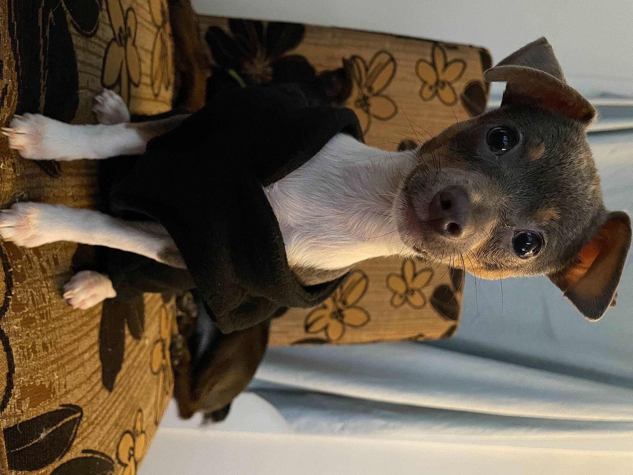 Little Lou is registered to the contest to win money with this photo: ancient_history, anthropology, art, artifact, carving, dog_breed, fawn, felidae, fur, jaw, metal, sculpture, seal, snout, statue, sun_hat, terrestrial_animal, whiskers, wood, working_animal