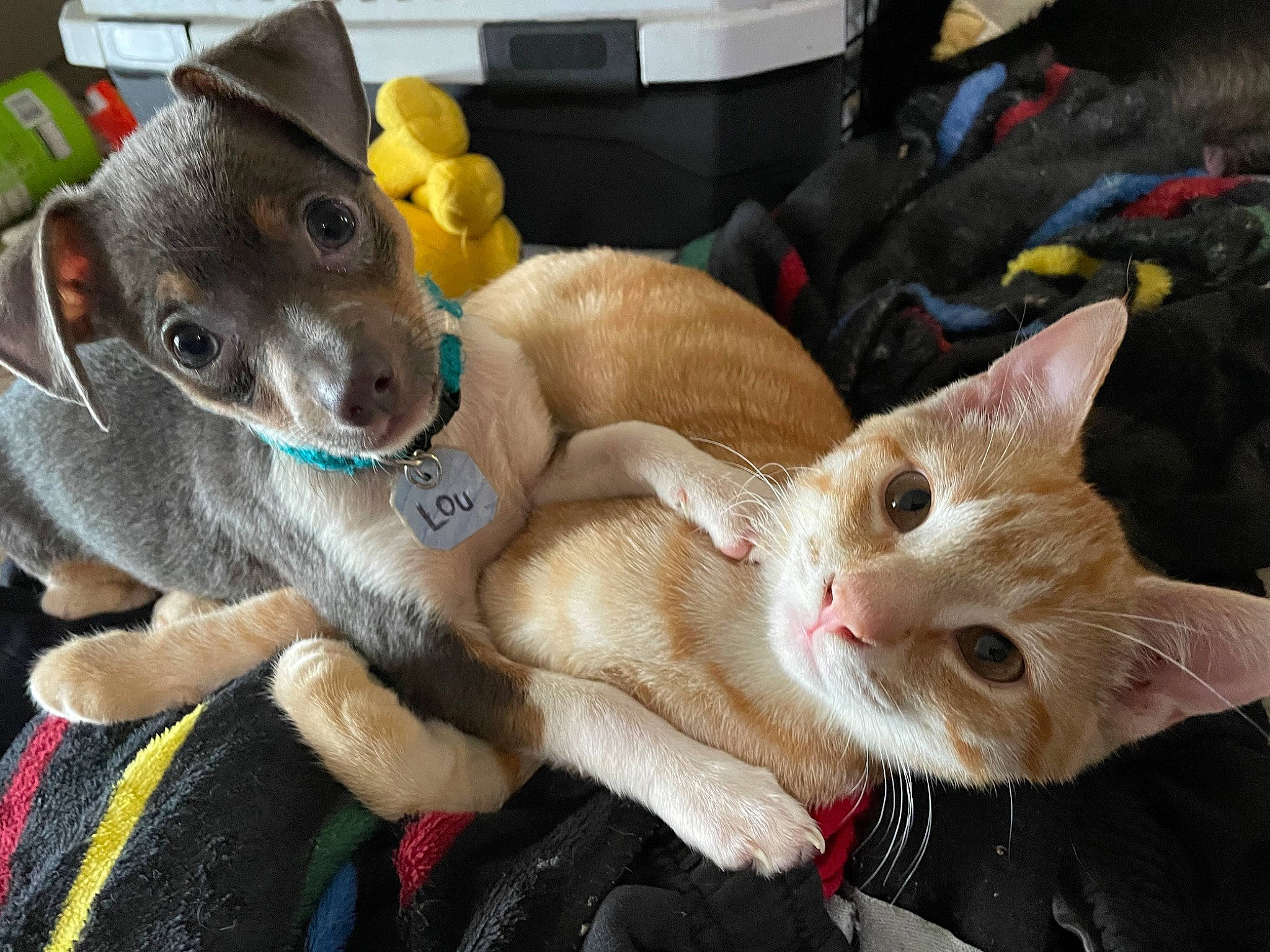 Little Lou is registered to the contest to win money with this photo: canidae, carnivore, cat, collar, companion_dog, dog, dog_breed, dog_collar, domestic_short_haired_cat, ear, fawn, felidae, fur, leash, paw, small_to_medium_sized_cats, snout, tail, whiskers, working_animal