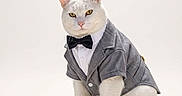 Remy joined the competition — help win amazing prizes! adorable, animal, bow_tie, cat, clothing, cute, domestic_animal, fashion, feline, formal_wear, indoor, pet, portrait, posing, sitting, studio, suit, well_dressed, white_background, white_cat