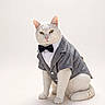 cat, white_cat, pet, animal, feline, bow_tie, suit, clothing, formal_wear, portrait, studio, white_background, cute, fashion, posing, domestic_animal, sitting, indoor, well_dressed, adorable