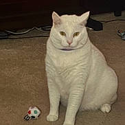 Remy is registered to the contest to win money with this photo: animal, ball, cable, carpet, cat, cute, domestic, feline, floor, furniture, household, indoor, looking, mammal, pet, plump, portrait, sitting, toy, white_cat