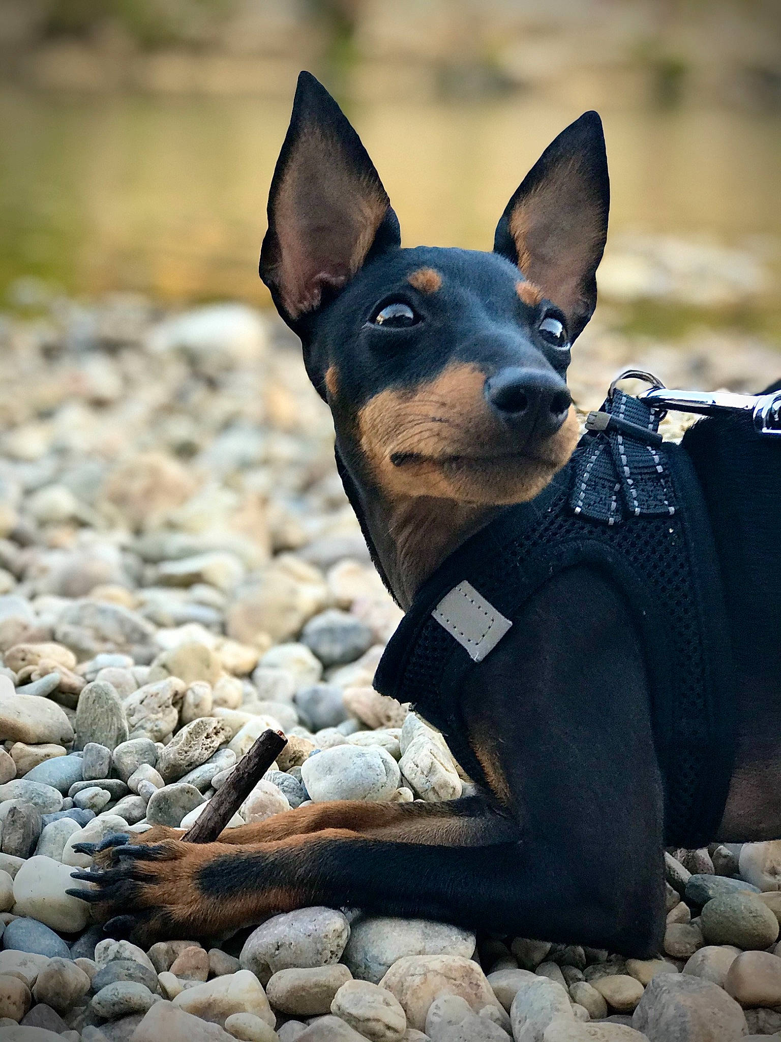 Rhéa a rejoint le concours — aidez-le/la à gagner de superbes lots ! adventure, bedrock, canidae, carnivore, companion_dog, dog, dog_breed, fawn, guard_dog, non_sporting_group, prazsky_krysarik, rock, russkiy_toy, sitting, sporting_group, terrestrial_animal, toy_dog, whiskers, working_animal, working_dog