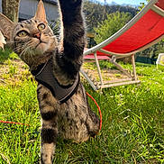 Yang participe au concours pour gagner de l'argent avec cette photo : cat, tabby, harness, paw, grass, outdoor, sunny, lounge_chair, tree, nature, pet, animal, curious, playful, greenery, daylight, garden, feline, closeup, backyard