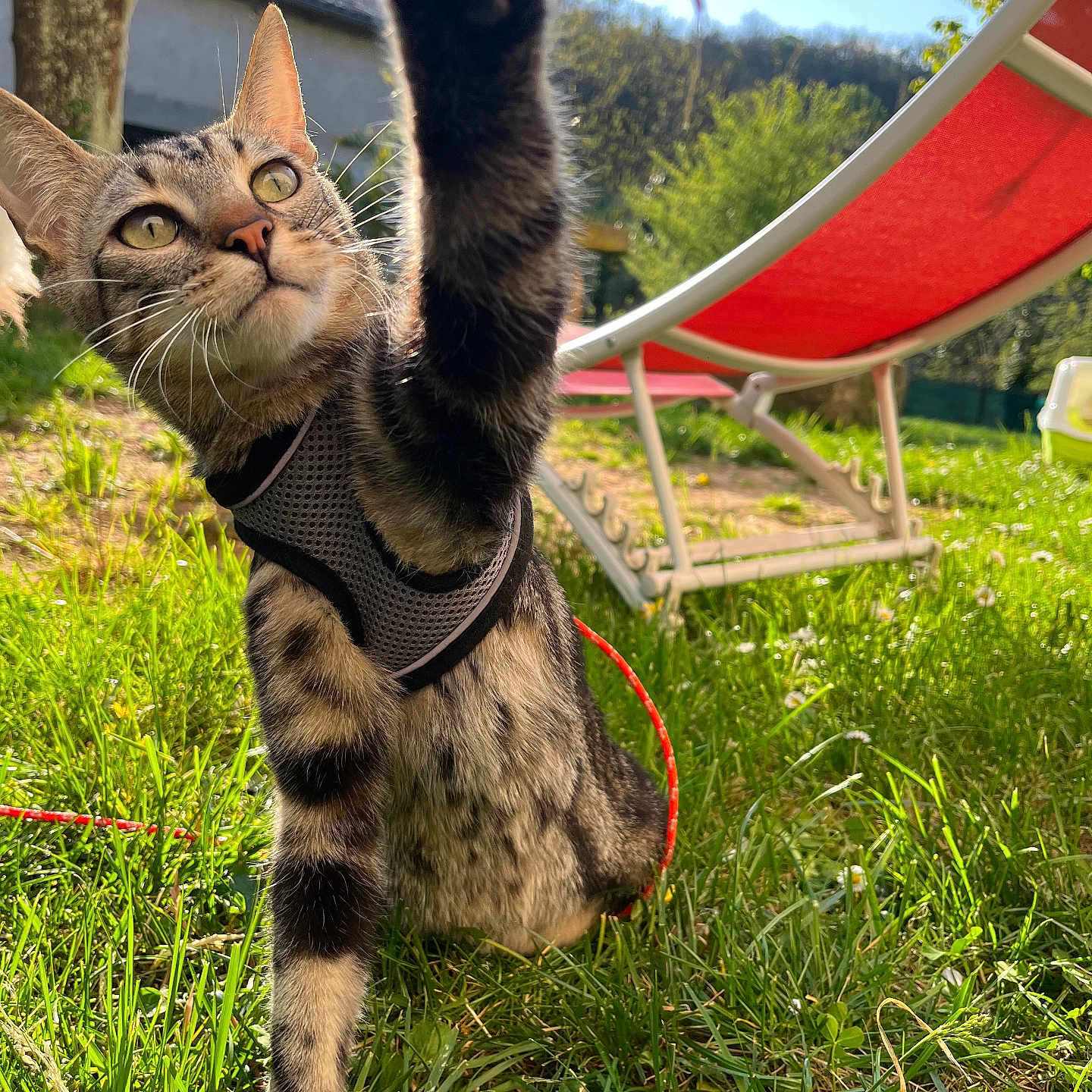 Yang participe au concours pour gagner de l'argent avec cette photo : animal, backyard, cat, closeup, curious, daylight, feline, garden, grass, greenery, harness, lounge_chair, nature, outdoor, paw, pet, playful, sunny, tabby, tree