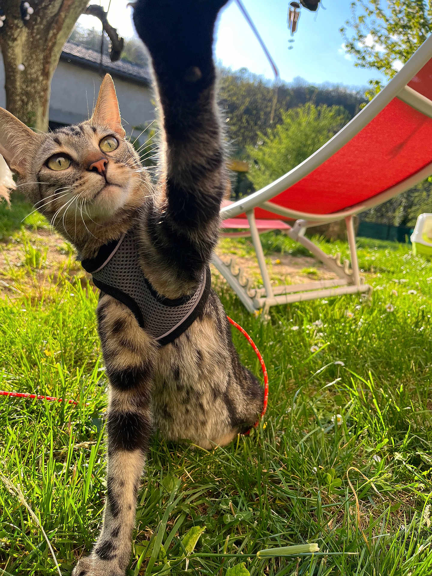 Yang participe au concours pour gagner de l'argent avec cette photo : cat, tabby, harness, paw, grass, outdoor, sunny, lounge_chair, tree, nature, pet, animal, curious, playful, greenery, daylight, garden, feline, closeup, backyard