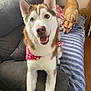 Wynter is registered to the contest to win money with this photo: dog, husky, bandana, couch, blanket, indoor, brown_dog, pet, happy, smiling, floor, furniture, ears, eyes, tongue, wooden_floor, striped, relaxed, two_dogs, companion