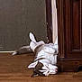 dog, husky, sleeping, indoor, wood_floor, furniture, door, relaxed, pet, canine, animal, resting, brown_and_white, flooring, house, domestic, cute, companion, cozy, quiet
