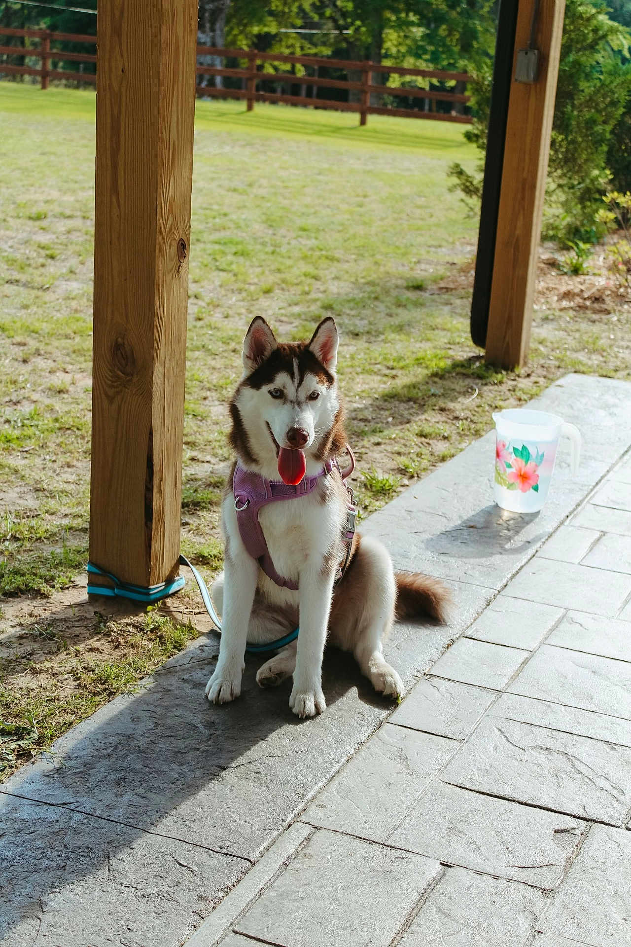 Wynter joined the competition — help win amazing prizes! dog, husky, canine, pet, outdoor, grass, fence, wooden_post, leash, harness, sunlight, shadows, patio, sidewalk, tongue_out, sitting, nature, daytime, animal, domestic_animal