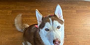 Wynter joined the competition — help win amazing prizes! dog, siberian_husky, pet, indoor, floor, wooden_floor, bandana, red_bandana, blue_eyes, canine, mammal, animal, ears, tail, happy, looking_up, domestic_animal, companion, fur, tongue_out