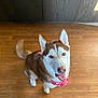 dog, siberian_husky, pet, indoor, floor, wooden_floor, bandana, red_bandana, blue_eyes, canine, mammal, animal, ears, tail, happy, looking_up, domestic_animal, companion, fur, tongue_out