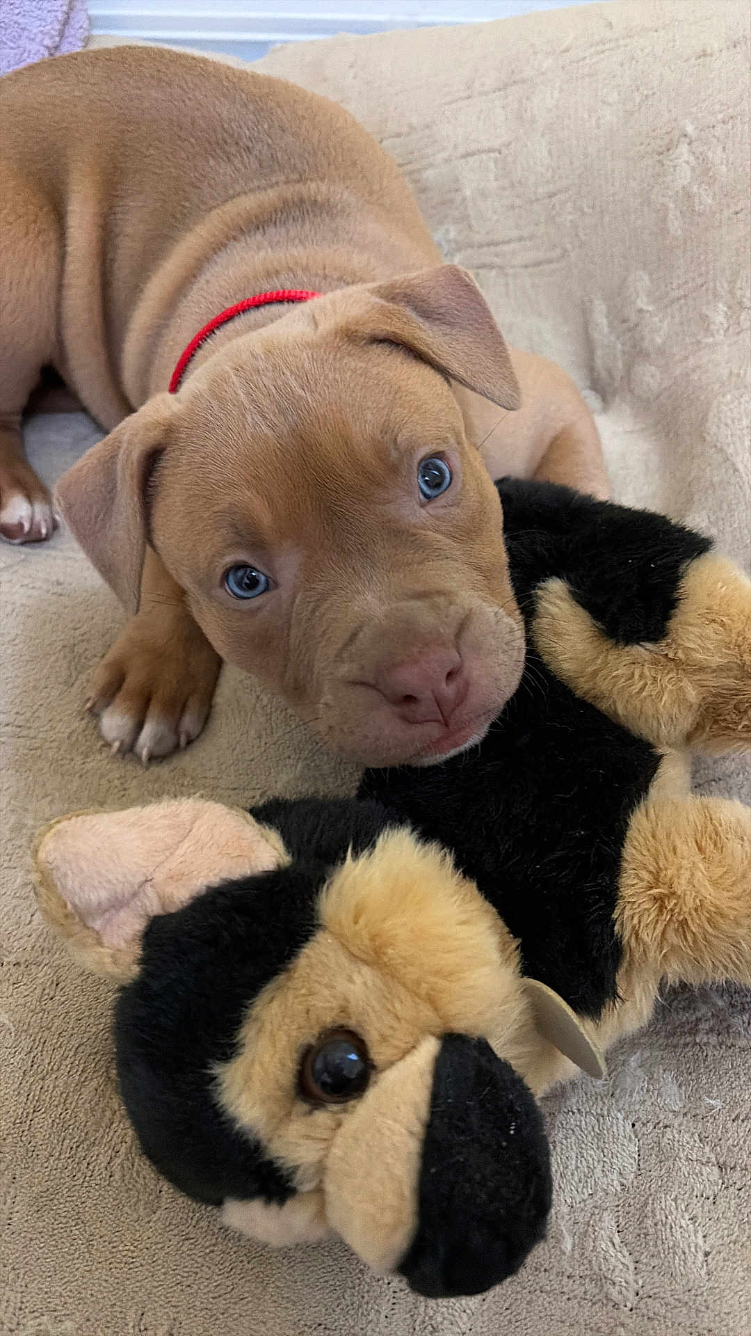 Gordo is registered to the contest to win money with this photo: puppy, dog, stuffed_toy, plush_toy, brown_fur, blue_eyes, red_collar, paw, nose, close_up, indoors, blanket, bed, cozy, portrait, looking_up, young_animal, soft_texture, pet, cuddle