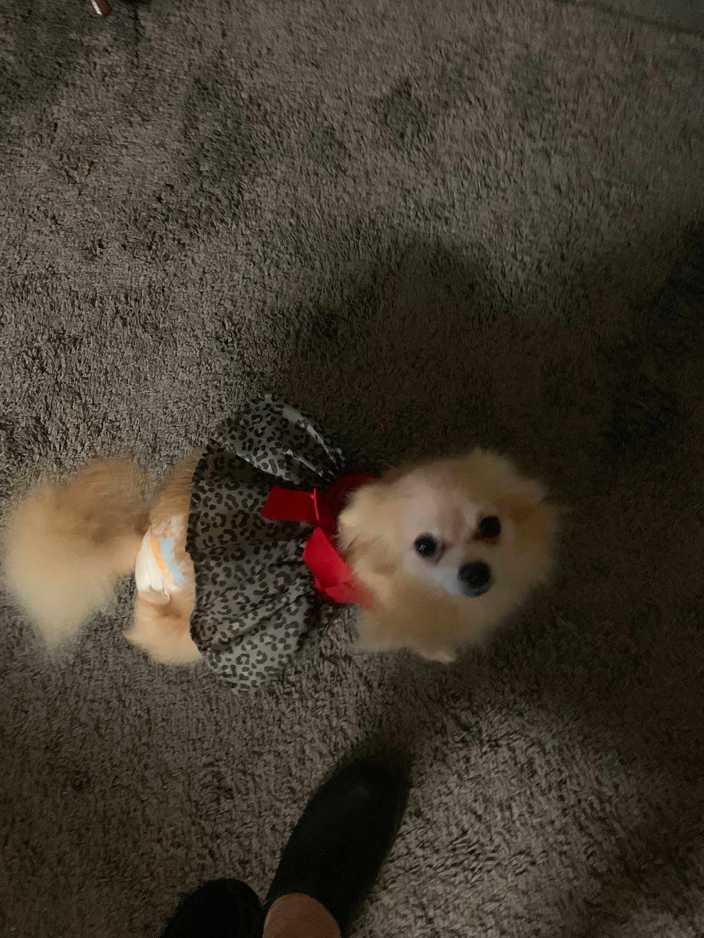 Fancy is registered to the contest to win money with this photo: dog, small_dog, leopard_print, dress, red_bow, carpet, indoor, fluffy, pet, looking_up, foot, blur, dim_lighting, animal, cute, furry, domestic_animal, clothing, floor, household