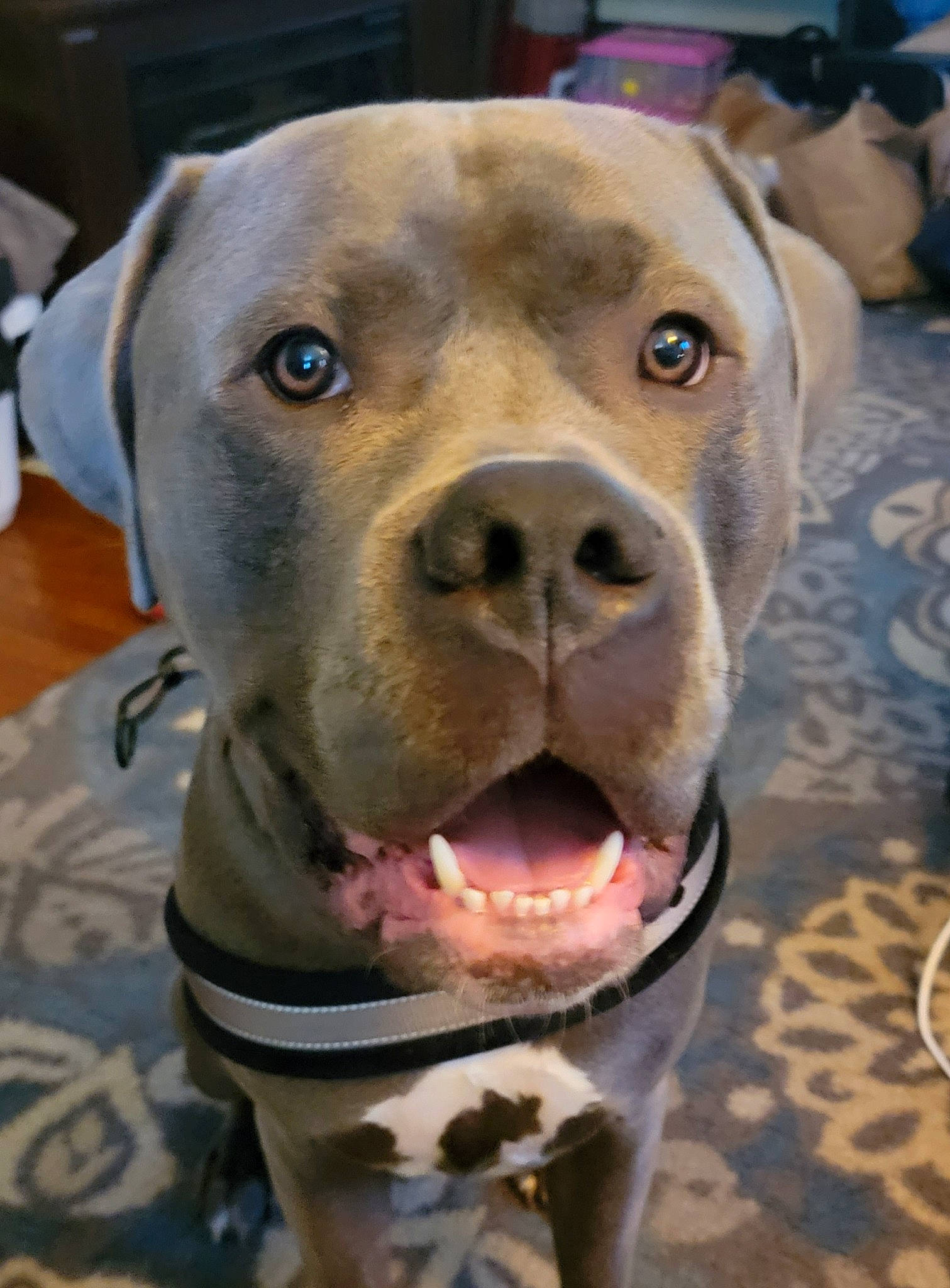 Sinatra is registered to the contest to win money with this photo: canidae, carnivore, collar, companion_dog, dog, dog_breed, dog_collar, fawn, fur, guard_dog, liver, molosser, non_sporting_group, pit_bull, snout, sporting_group, terrestrial_animal, whiskers, working_animal, working_dog