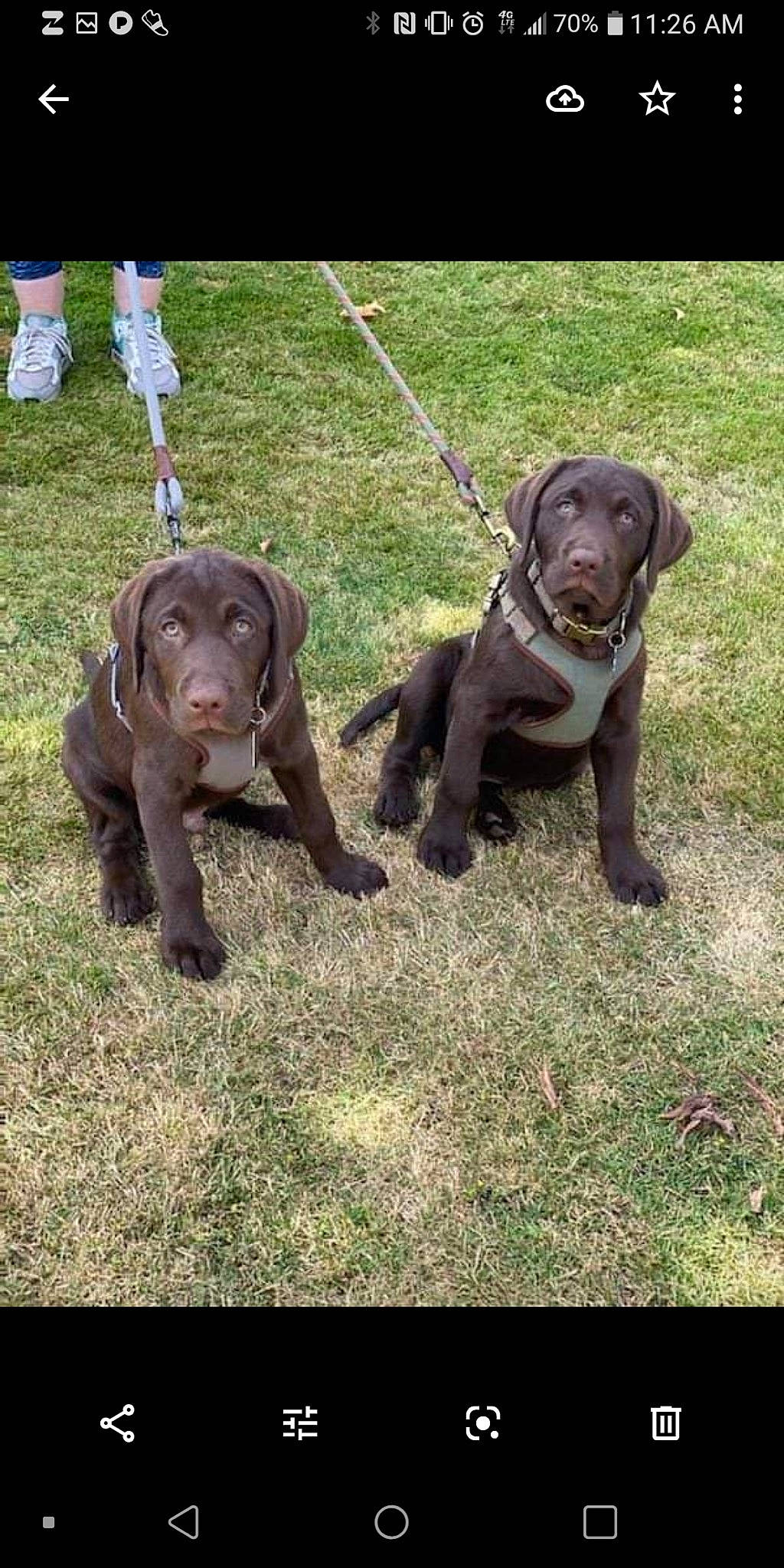 Oakley And Bentley joined the competition — help win amazing prizes! canidae, carnivore, collar, companion_dog, dog, dog_breed, dog_collar, fawn, grass, guard_dog, gun_dog, leash, liver, plant, pointing_breed, retriever, sporting_group, tail, terrestrial_animal, working_animal