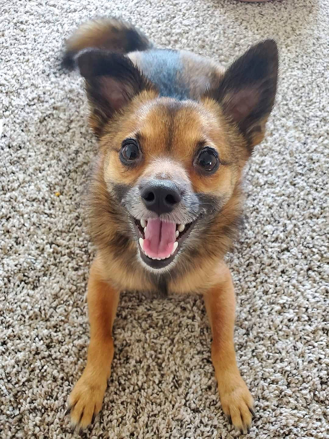 Duffy joined the competition — help win amazing prizes! australian_cattle_dog, canidae, carnivore, companion_dog, corgi_chihuahua, dog, dog_breed, fawn, fur, herding_dog, paw, puppy, snout, sporting_group, terrestrial_animal, toy_dog, whiskers, window, working_animal, working_dog