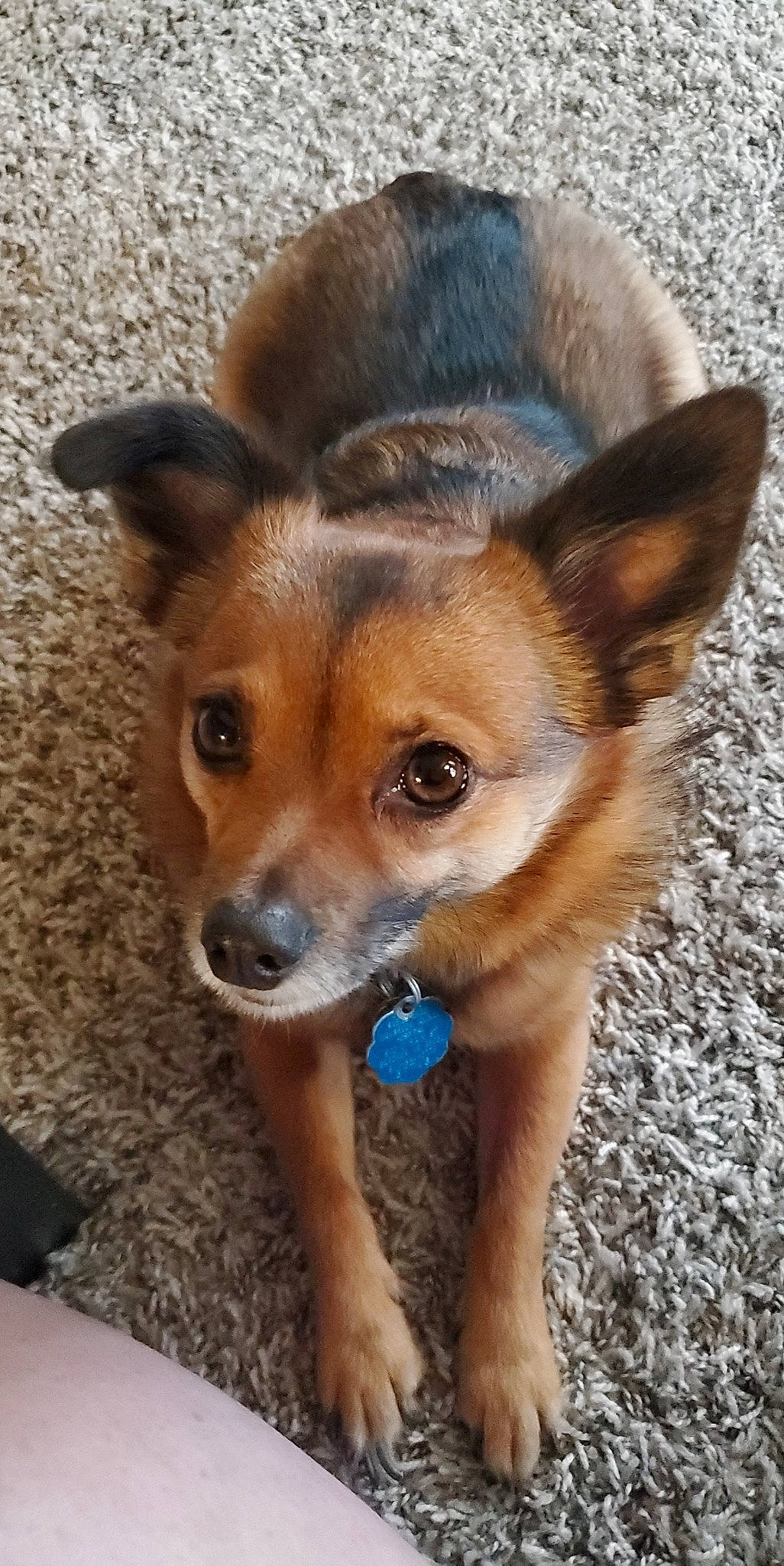 Duffy joined the competition — help win amazing prizes! canidae, carnivore, companion_dog, dog, dog_breed, fawn, fur, plant, snout, sporting_group, terrestrial_animal, whiskers, wildlife, working_dog