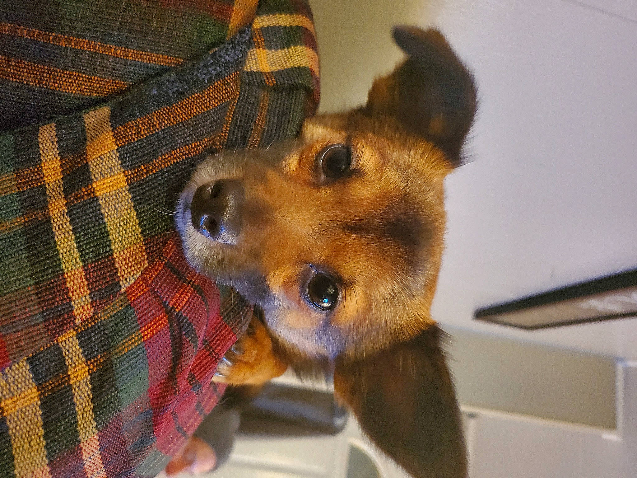 Duffy is registered to the contest to win money with this photo: canidae, carnivore, collar, companion_dog, dog, dog_breed, dog_supply, fawn, fur, pattern, pet_supply, plaid, snout, sporting_group, tartan, terrestrial_animal, whiskers, working_animal, working_dog, woven_fabric